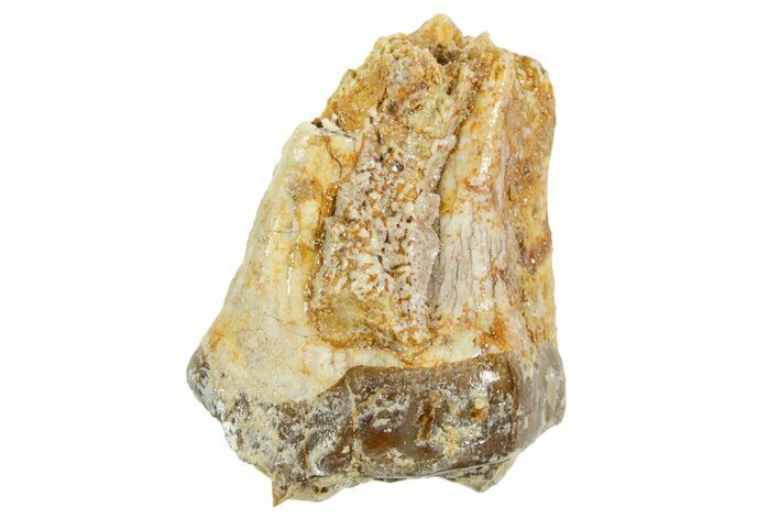 Fossil Running Rhino (Hyracodon) Rooted Tooth - South Dakota #364422